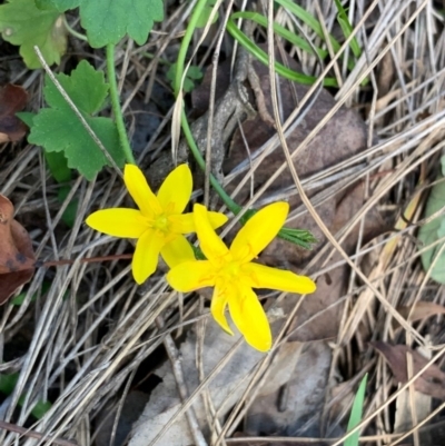 Hypoxis hygrometrica var. hygrometrica (Golden Weather-grass) at Quaama, NSW - 17 Mar 2020 by FionaG