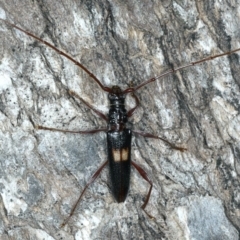 Epithora dorsalis (Longicorn Beetle) at Ainslie, ACT - 10 Mar 2020 by jb2602