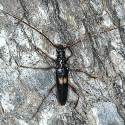 Epithora dorsalis (Longicorn Beetle) at Ainslie, ACT - 10 Mar 2020 by jb2602