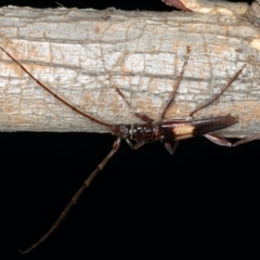 Epithora dorsalis at Ainslie, ACT - 10 Mar 2020 07:54 PM