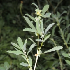 Atriplex semibaccata (Creeping Saltbush) at Yarralumla, ACT - 28 Feb 2020 by michaelb