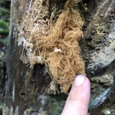 Arcyria sp. (genus) (A slime mould) at Wattamolla, NSW - 18 Mar 2020 by WattaWanderer
