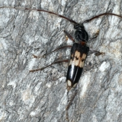 Phoracantha semipunctata (Common Eucalypt Longicorn) at Ainslie, ACT - 10 Mar 2020 by jbromilow50