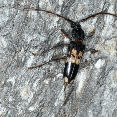 Phoracantha semipunctata (Common Eucalypt Longicorn) at Ainslie, ACT - 10 Mar 2020 by jbromilow50