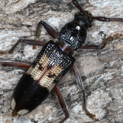 Phoracantha semipunctata at Ainslie, ACT - 10 Mar 2020 08:08 PM