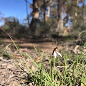 Eriochilus cucullatus at Amaroo, ACT - suppressed