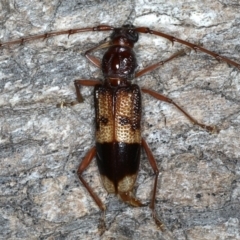 Phoracantha recurva (Yellow Phoracantha borer) at Ainslie, ACT - 10 Mar 2020 by jbromilow50