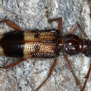 Phoracantha recurva at Ainslie, ACT - 10 Mar 2020