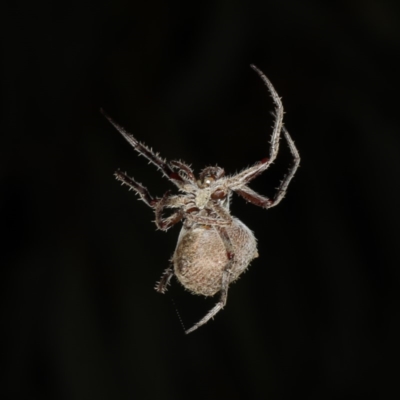 Hortophora sp. (genus) (Garden orb weaver) at Ainslie, ACT - 10 Mar 2020 by jb2602