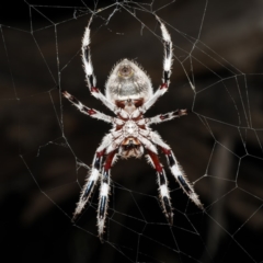 Hortophora sp. (genus) (Garden orb weaver) at Ainslie, ACT - 10 Mar 2020 by jb2602