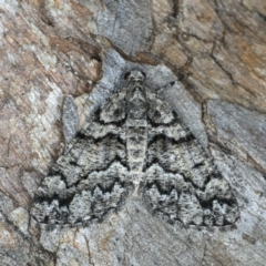 Lipogya exprimataria (Jagged Bark Moth) at Mount Ainslie - 10 Mar 2020 by jb2602