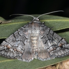 Dysbatus singularis (Dry-country Line-moth) at Mount Ainslie - 10 Mar 2020 by jb2602