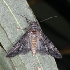 Dysbatus singularis at Ainslie, ACT - 10 Mar 2020 08:42 PM