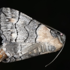 Dysbatus singularis at Ainslie, ACT - 10 Mar 2020