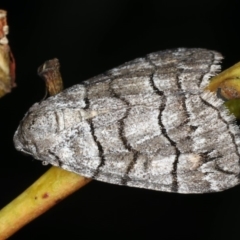 Dysbatus singularis at Ainslie, ACT - 10 Mar 2020