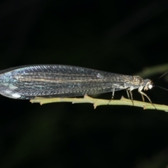 Myrmeleon acer (Myrmeleon Antlion Lacewing) at Mount Ainslie - 10 Mar 2020 by jb2602