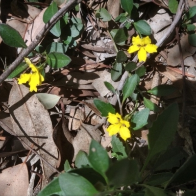 Goodenia hederacea (Ivy Goodenia) at Greenleigh, NSW - 3 Mar 2018 by LyndalT