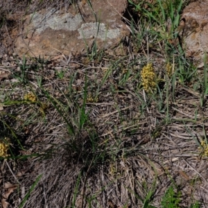 Lomandra filiformis at Dunlop, ACT - 18 Mar 2020