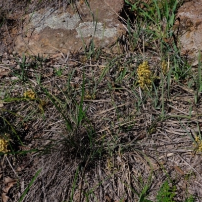 Lomandra filiformis (Wattle Mat-rush) at Dunlop, ACT - 18 Mar 2020 by Kurt