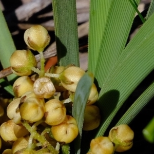 Lomandra filiformis at Dunlop, ACT - 18 Mar 2020