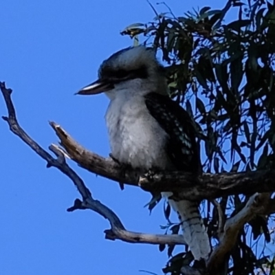 Dacelo novaeguineae (Laughing Kookaburra) at Dunlop, ACT - 18 Mar 2020 by Kurt