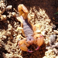 Urodacus manicatus (Black Rock Scorpion) at Dunlop, ACT - 18 Mar 2020 by Kurt