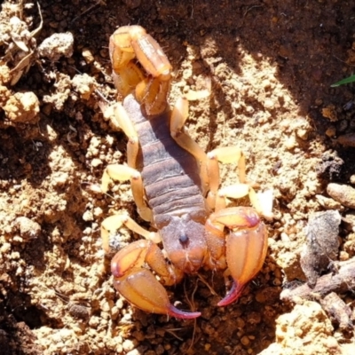 Urodacus manicatus (Black Rock Scorpion) at Dunlop, ACT - 18 Mar 2020 by Kurt