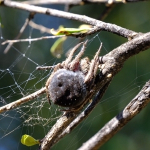 Araneinae (subfamily) at Dunlop, ACT - 18 Mar 2020 11:12 AM