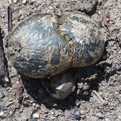 Pisolithus marmoratus (Horse Dung Fungus) at Kambah, ACT - 27 Mar 2020 by RosemaryRoth