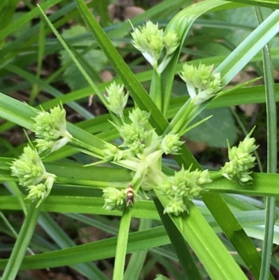 Cyperus eragrostis (Umbrella Sedge) at Molonglo Valley, ACT - 14 Mar 2020 by JaneR