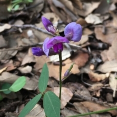 Glycine tabacina (Variable Glycine) at Molonglo Valley, ACT - 14 Mar 2020 by JaneR