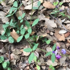 Glycine tabacina at Molonglo Valley, ACT - 14 Mar 2020