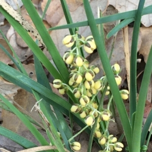 Lomandra filiformis at Molonglo Valley, ACT - 14 Mar 2020