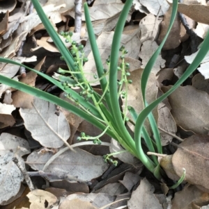 Lomandra filiformis at Molonglo Valley, ACT - 14 Mar 2020