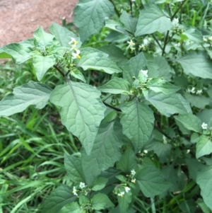 Solanum nodiflorum at Molonglo Valley, ACT - 14 Mar 2020