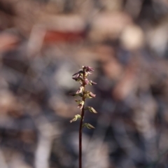 Corunastylis clivicola (Rufous midge orchid) at Hackett, ACT - 18 Mar 2020 by petersan