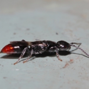 Bethylidae (family) at Acton, ACT - 12 Mar 2020 12:23 PM