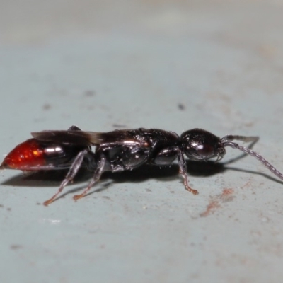 Bethylidae (family) (Bethylid wasp) at Acton, ACT - 12 Mar 2020 by TimL