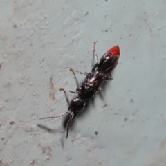 Bethylidae (family) at Acton, ACT - 12 Mar 2020 12:23 PM