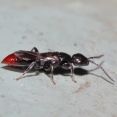 Bethylidae (family) at Acton, ACT - 12 Mar 2020 12:23 PM