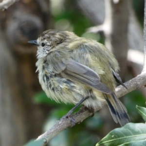 Acanthiza lineata at Campbell, ACT - 14 Mar 2020