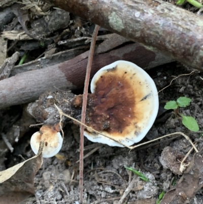 Sanguinoderma rude (Red-staining Stalked Polypore) at Quaama, NSW - 17 Mar 2020 by FionaG