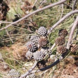 Allocasuarina luehmannii at Acton, ACT - 14 Mar 2020