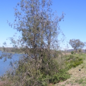 Allocasuarina luehmannii at Acton, ACT - 14 Mar 2020