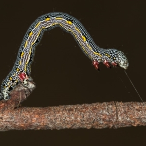 Chlenias (genus) at Bruce, ACT - 29 Oct 2016 11:53 AM