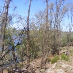 Allocasuarina luehmannii (Bulloak) at Acton, ACT - 14 Mar 2020 by MichaelMulvaney