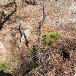 Allocasuarina luehmannii at Acton, ACT - 14 Mar 2020