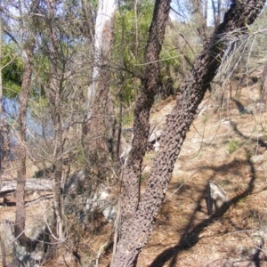 Allocasuarina luehmannii at Acton, ACT - 14 Mar 2020