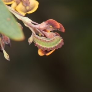 Neolucia agricola at Bruce, ACT - 29 Oct 2016 12:02 PM