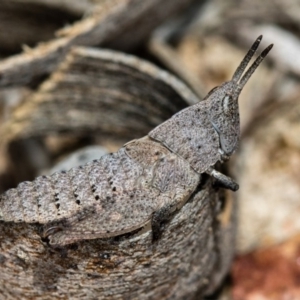 Goniaea australasiae at Bruce, ACT - 29 Oct 2016 12:08 PM